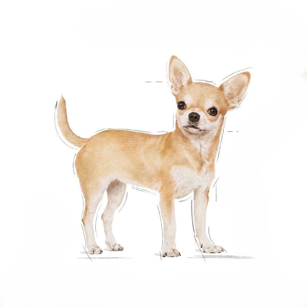 Chihuahua